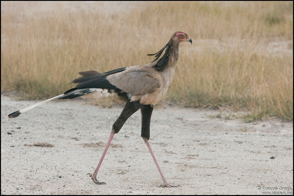 Secretarybird