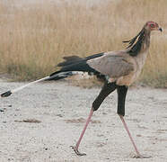 Secretarybird