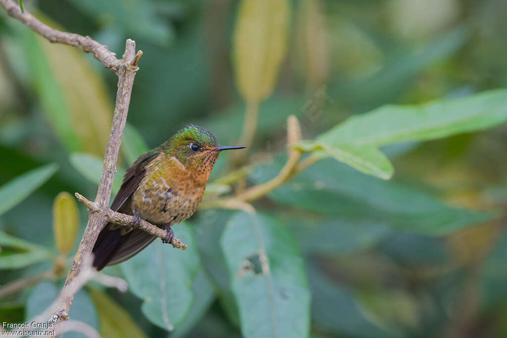 Tyrian Metaltail female adult, identification