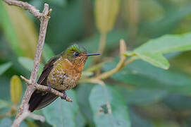 Tyrian Metaltail