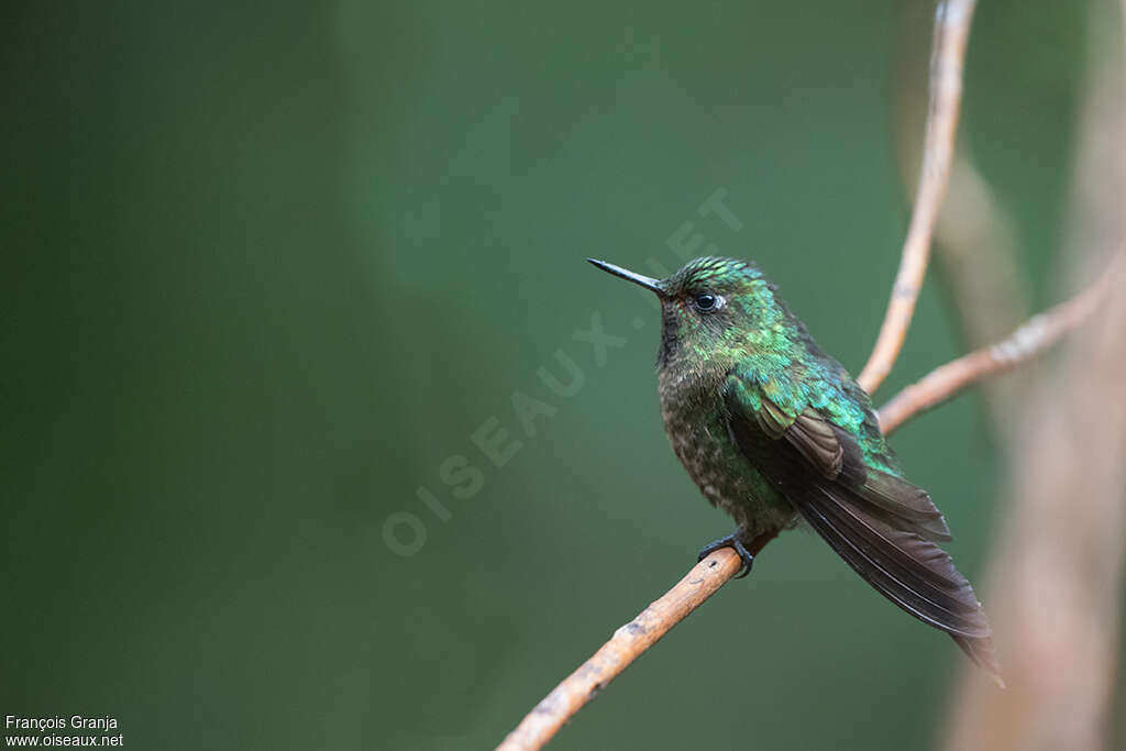 Tyrian Metaltail male subadult, identification