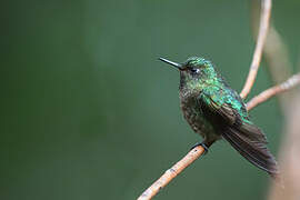 Tyrian Metaltail