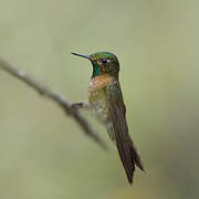 Tyrian Metaltail