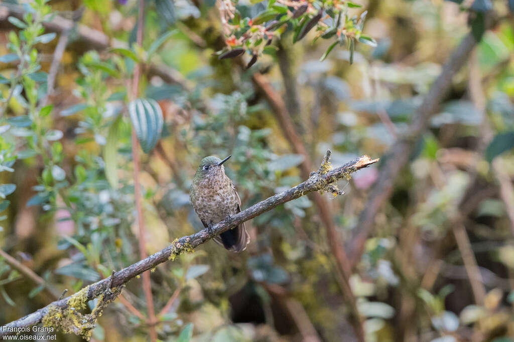 Métallure émeraude femelle, habitat, camouflage, pigmentation