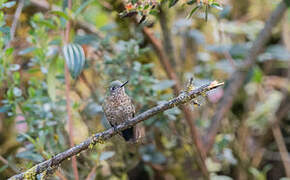 Tyrian Metaltail