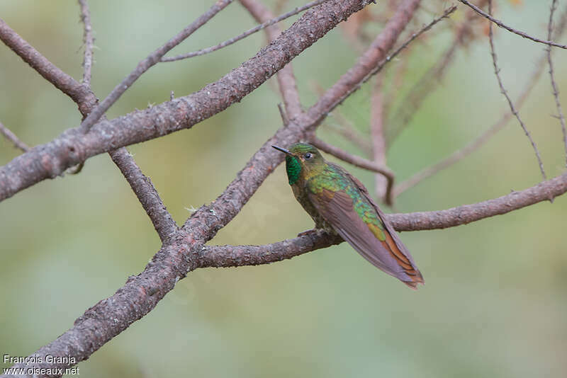 Tyrian Metaltail male adult, pigmentation