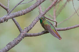 Tyrian Metaltail