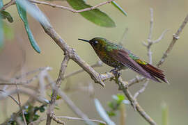 Tyrian Metaltail