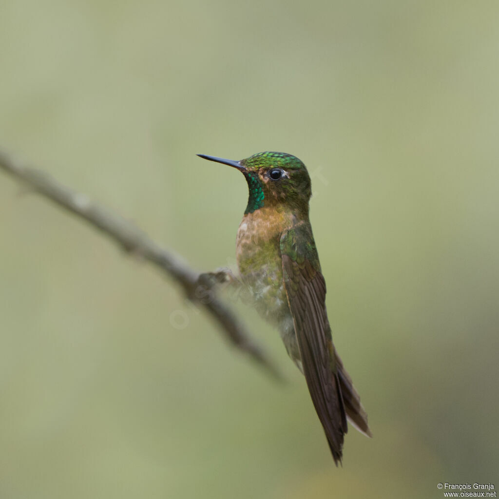 Tyrian Metaltail