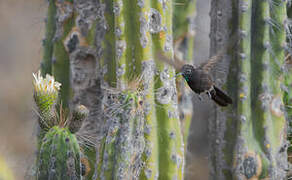 Black Metaltail