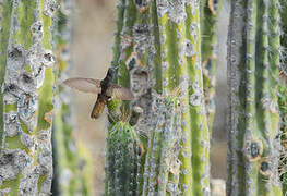 Black Metaltail