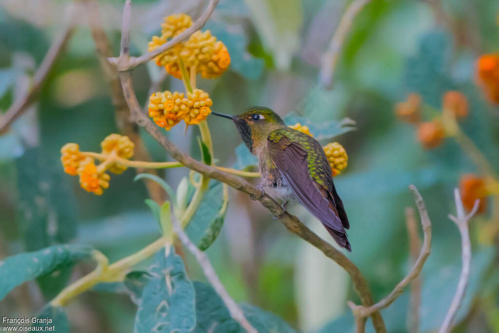 Viridian Metaltailadult, feeding habits