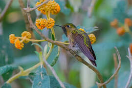 Viridian Metaltail