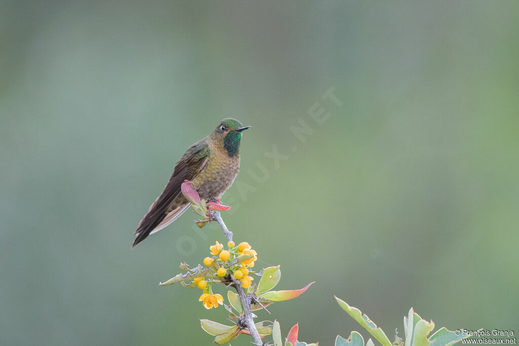 Viridian Metaltail