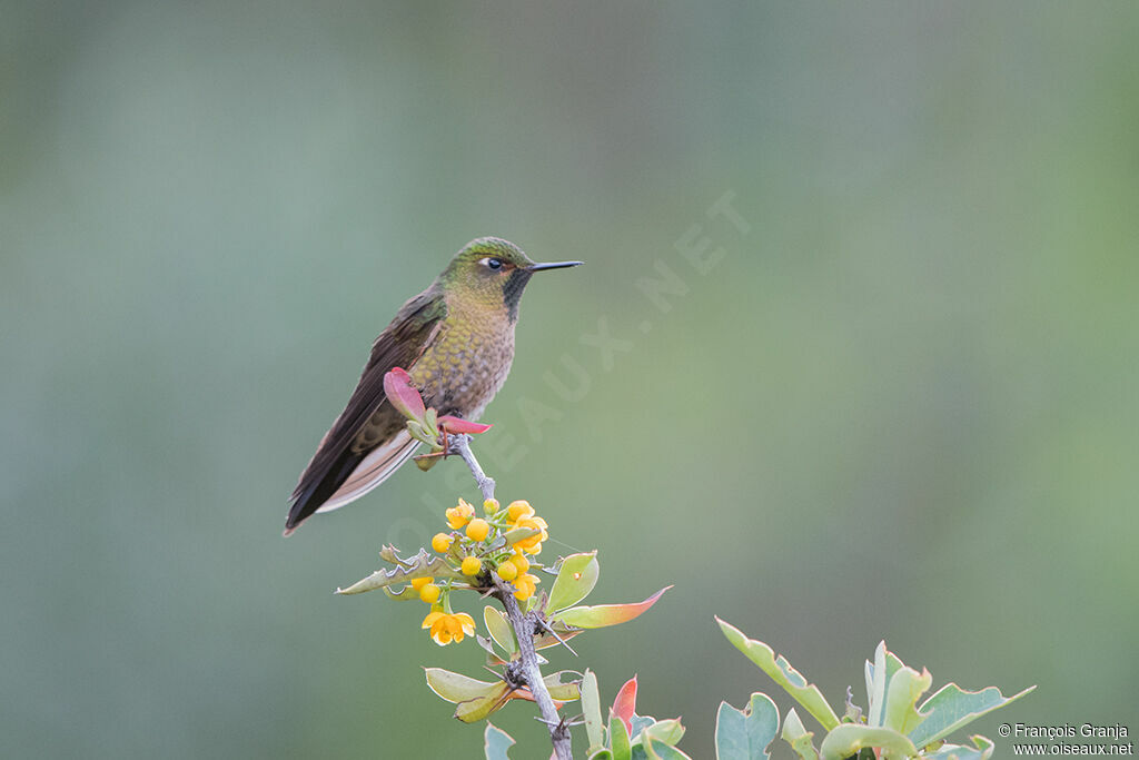 Viridian Metaltail