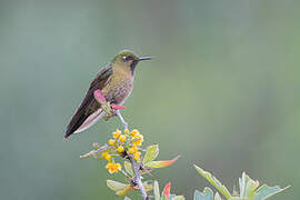 Viridian Metaltail