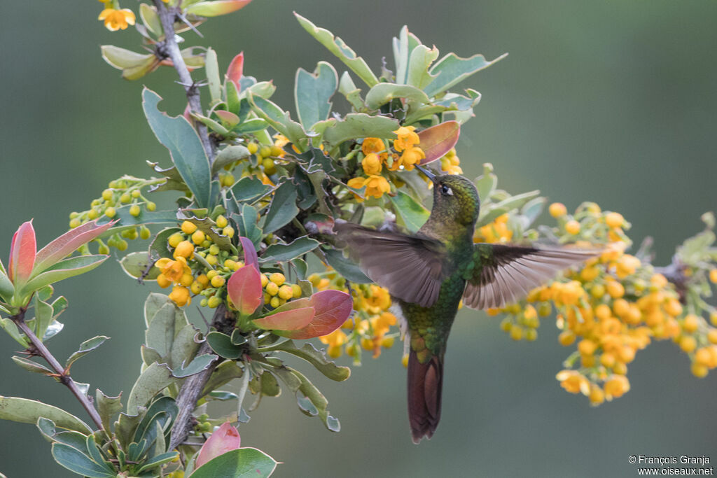 Viridian Metaltail