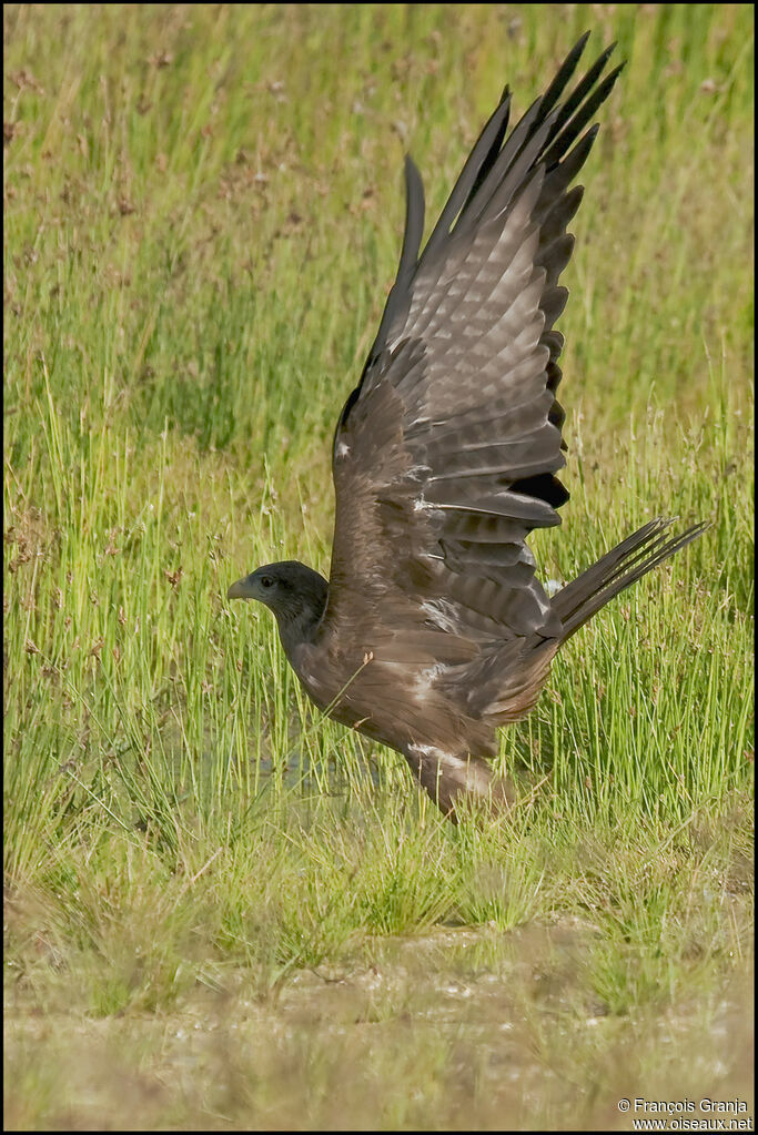 Yellow-billed Kite