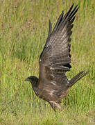 Yellow-billed Kite