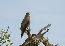 Yellow-billed Kite