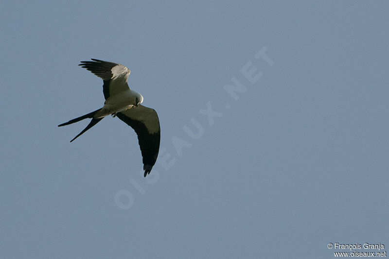 Swallow-tailed Kiteadult