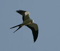 Swallow-tailed Kite