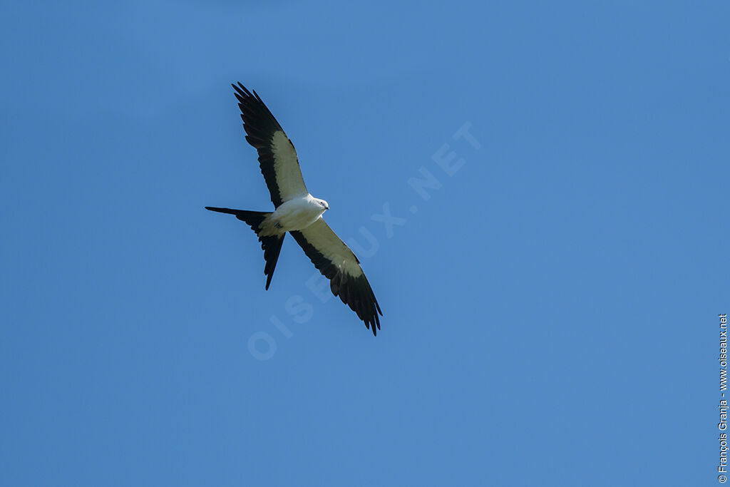 Swallow-tailed Kite