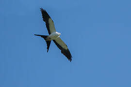 Swallow-tailed Kite