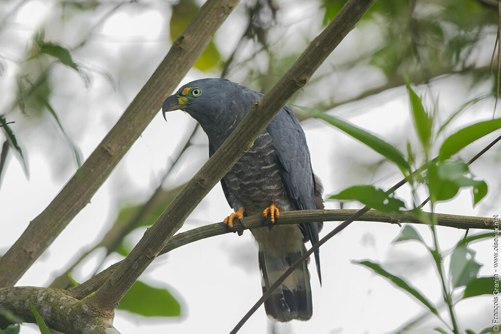 Hook-billed Kite male