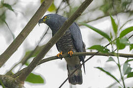 Hook-billed Kite