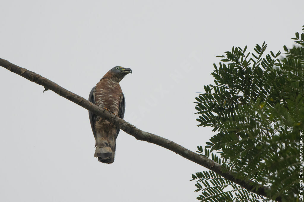 Hook-billed Kite female