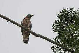 Hook-billed Kite