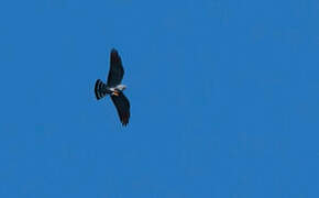 Plumbeous Kite