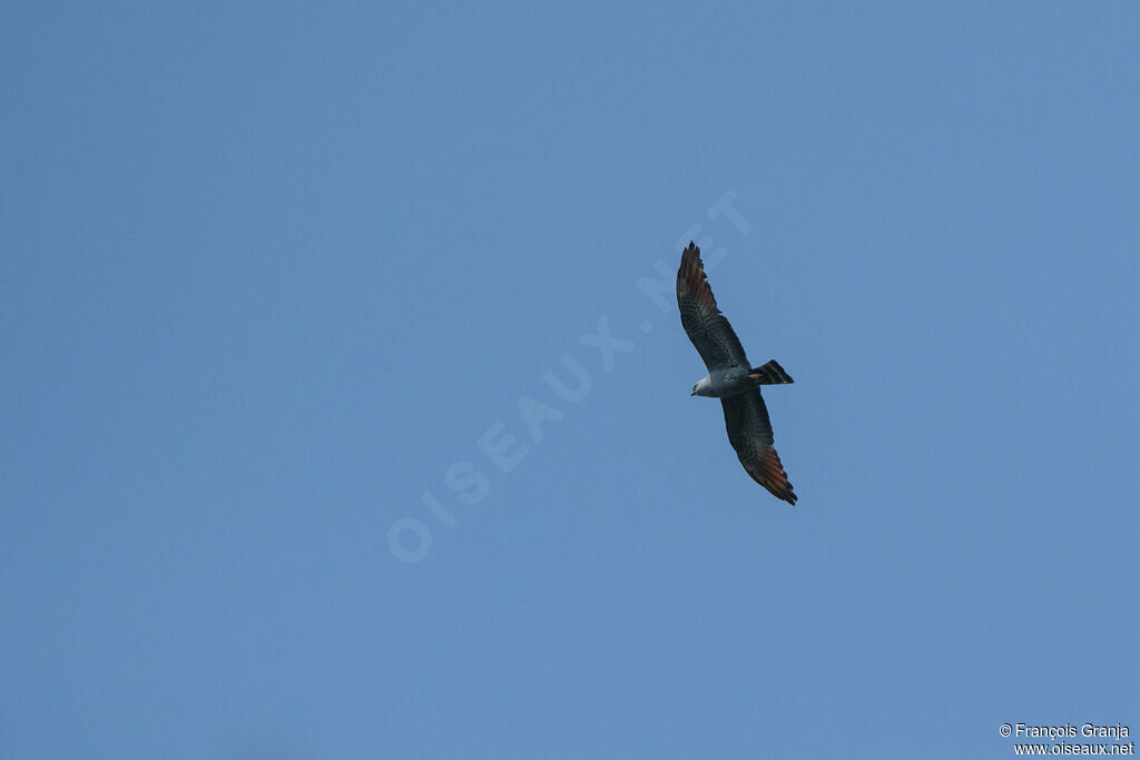 Plumbeous Kite