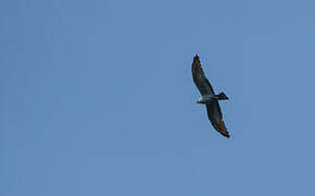 Plumbeous Kite