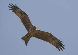 Black Kite