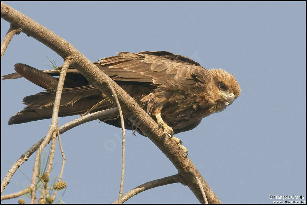 Black Kite