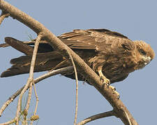 Black Kite