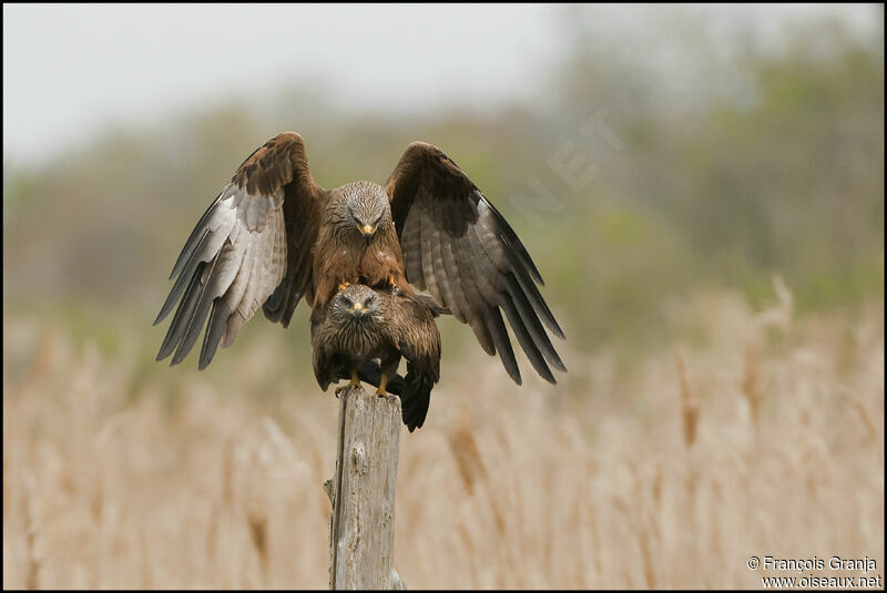 Black Kite adult