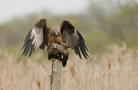 Black Kite