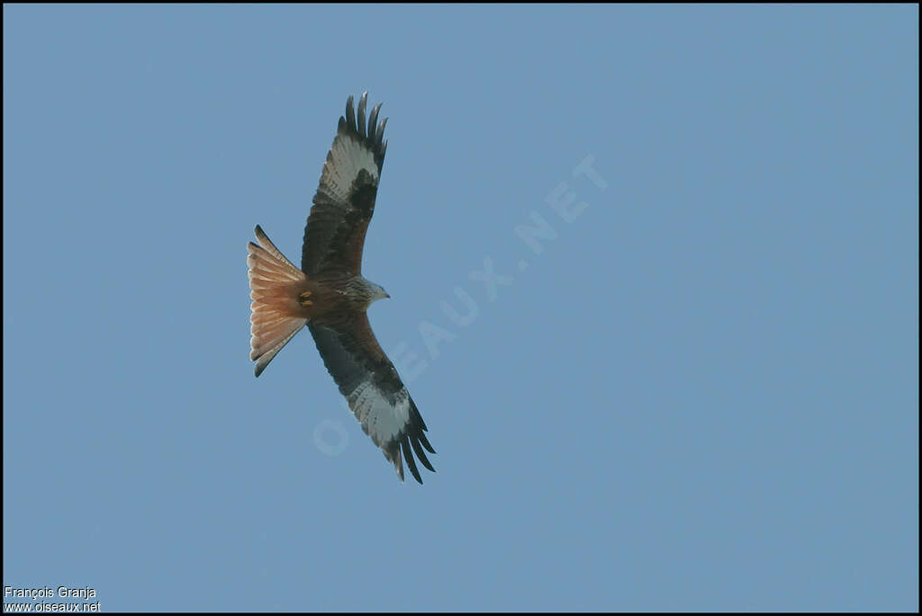 Red Kiteadult, pigmentation, Flight