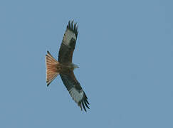 Red Kite