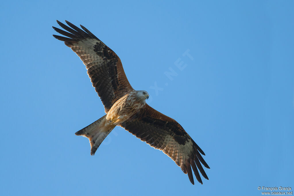 Red Kite