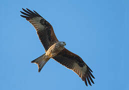 Red Kite