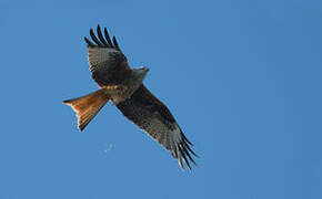 Red Kite