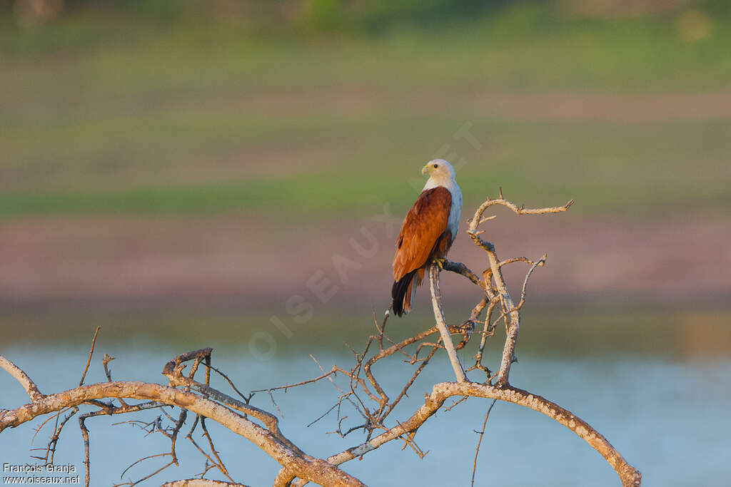 Brahminy Kiteadult, habitat, Behaviour