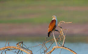 Brahminy Kite