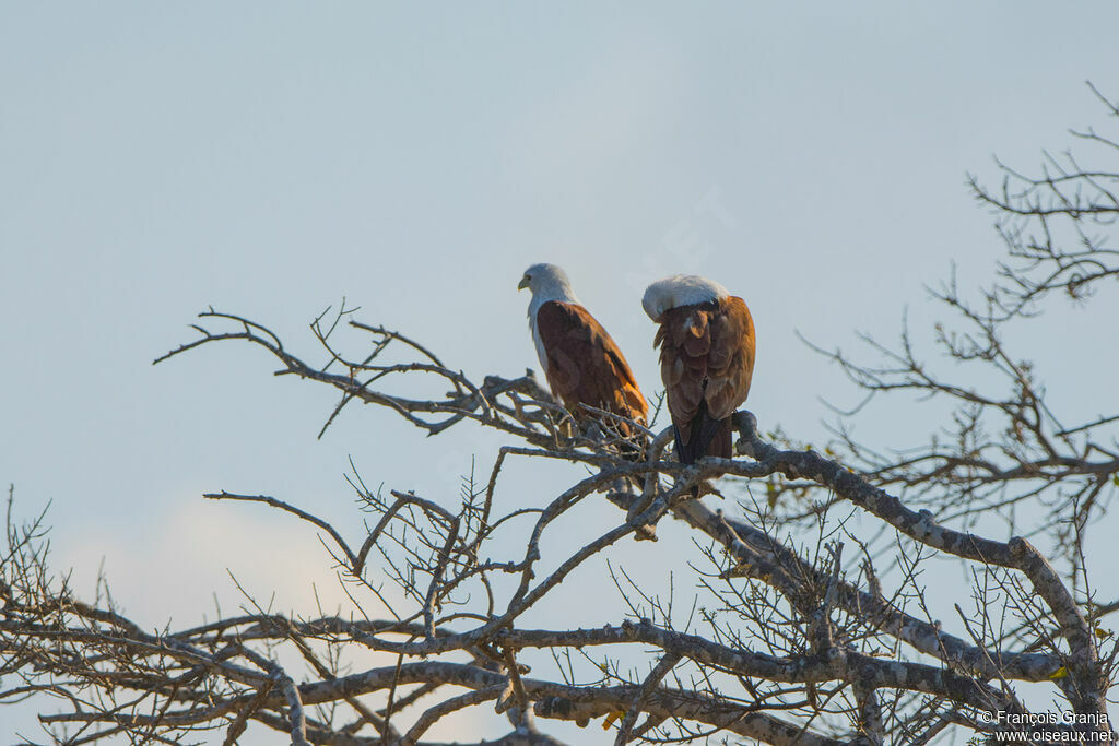 Brahminy Kite