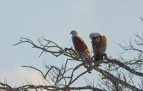 Brahminy Kite