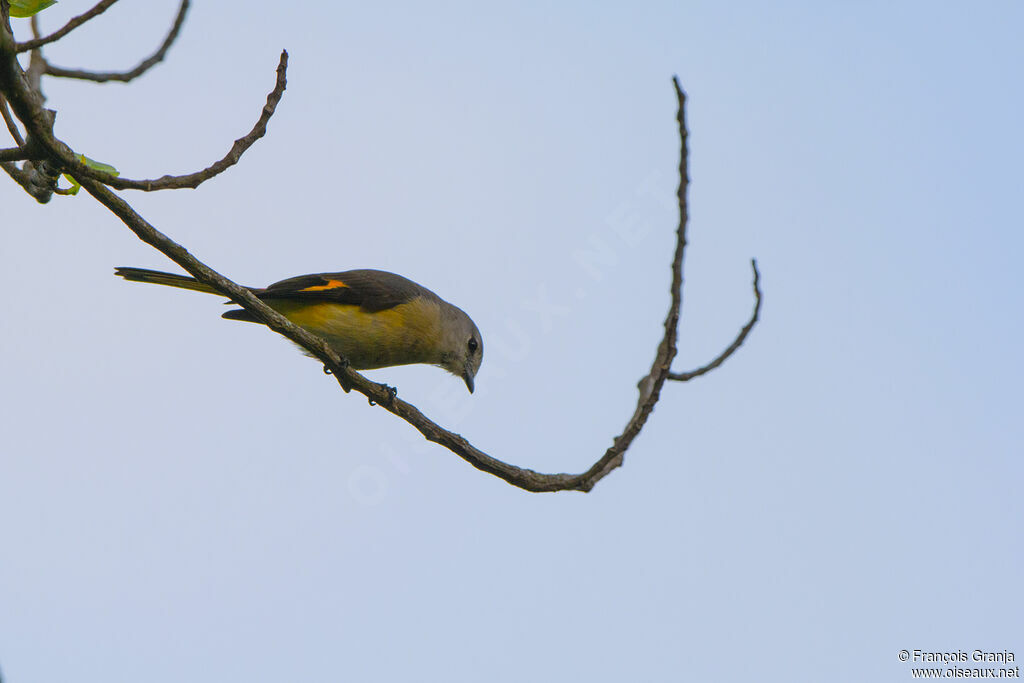 Minivet oranor femelle